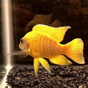 Happy weekend 💙✌🏽 Peacock (Aulonocara baenschi), also known as the new yellow regal peacock, is a species of haplochromine cichlid which is endemic to Lake Malawi. | Cobalt Aquatics