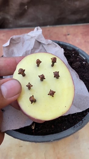 41K views · 3.1K reactions | How to grow cloves, strawberry and kiwi #viral #garden #gardening #plants #romantic #viralvideos #reel #love | Muhammad Shehbaz | Facebook