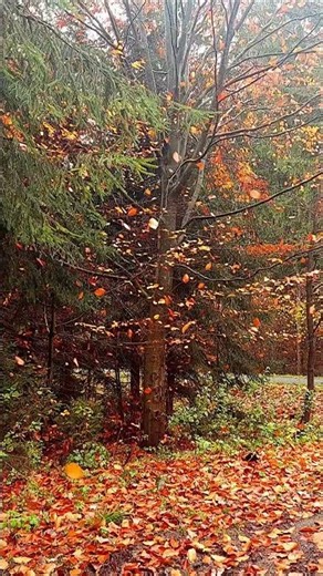 🍁 Beautiful Autumn Scenery in 4K | Relaxing Fall Nature Views #travel #sceniclandscapes #nature