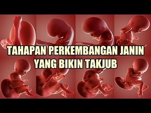 Perkembangan Janin dalam Kandungan - 9 Tahap yang Bikin Takjub