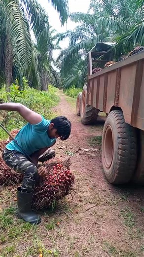 Harvesting Palm Trees: Techniques and Tools Explained