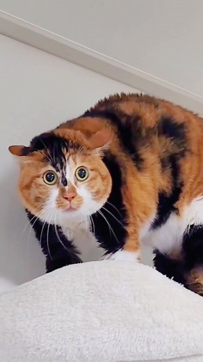 Cat reciting spells#catsoftiktok #catvideo #fyp #funnycat #cute #cat