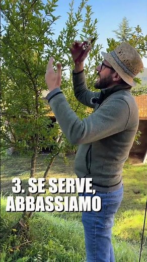 POTARE IL MELOGRANO: come e quando