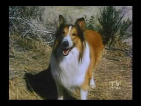 The Holdens Lassie (Season 19 Eps.8 Golden Eagle )