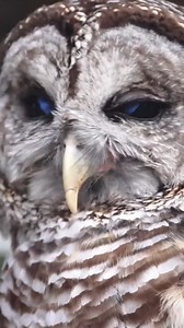 2.7K views · 98 reactions | Cute ❤ #wolves #wolfpack #wolves #wolf #wolvesofinstagram #owl #bear #wildanimals #wildlife | We Love Wolves | Facebook