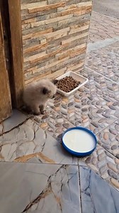 22K views · 1K reactions | من رسائلكم #أكادير السلام عليكم كاينين جوج مشاش سياموا جاو عندنا للدرب صغار بزااف ،مازال مكاياكلوش الماكلة.لي بغى يتبنى واحد فيهم. التلفون: 0680972585 | You Can Save Me | Facebook