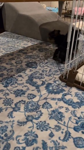 Poodle and Yorkie paw's | Mini Poodles and Yorkie puppy home