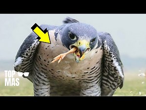 ATAQUES DE HALCONES, RAPACES MÁS PELIGROSAS DEL MUNDO