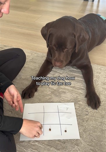 Following directions ❌ Enthusiasm for the game ✅ @Wally Dog how did we do?? #fyp #petsoftiktok #tictactoe #chocolatelab #dogmom