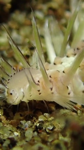 12K views · 366 reactions | Bristle worms are marine creatures that belong to the class Polychaeta, which includes over 10,000 species. They are called “bristle worms” because of the numerous bristle-like appendages, known as setae, that run along their body. These setae can be used for locomotion and defense. #worms #ocean #marinelife | Critter Hunter | Facebook