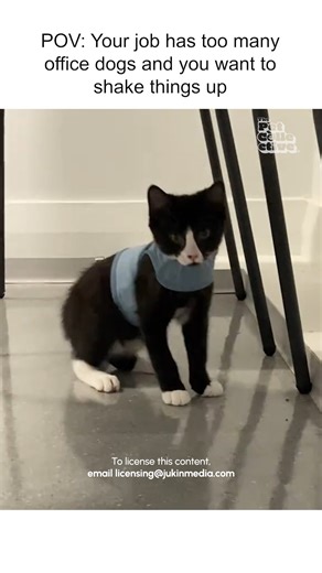 Every employee gets a keyboard AND a mouse? Sign me up! 😹👩‍💼💼 | Fur Family