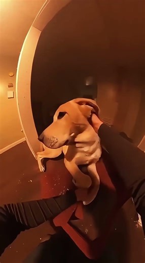 The man Saved the Dog from a burning House🔥🐕