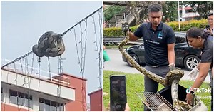 Coiled-up python rescued at Choa Chu Kang by ACRES | Coconuts