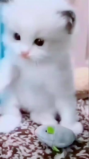 My disturbing cat 🤣🤣❤