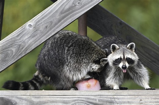 WATCH: Mom Saves Girl Attacked by Raccoon in Connecticut!