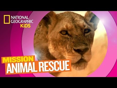 Lions and How to Save Them 🦁 | Mission Animal Rescue
