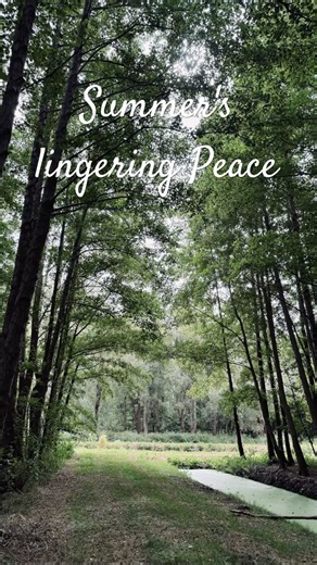 Peace from the remnants of summer #relax #netherlands #nature