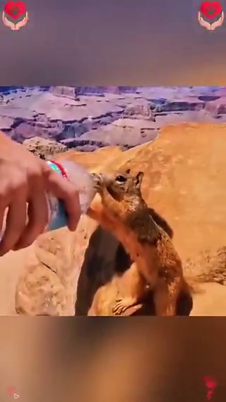 Real happiness blooms in simple things.🥹It's the small, everyday acts of kindness that can make a huge difference, especially to animals who can't speak up for themselves. Like, feeding a stray cat or giving water to a thirsty bird can brighten up their whole day, and yours too! 💖🥹