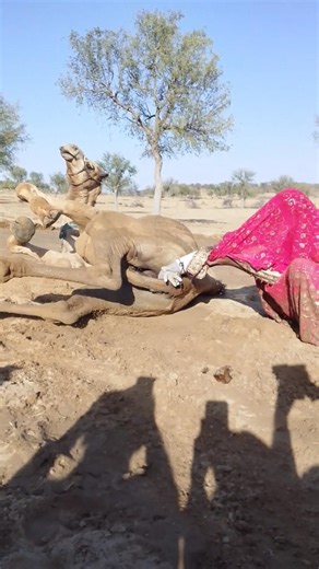 امرأة فقيرة تُبدع في رعاية جملها وتمنحه الراحة في الصحراء