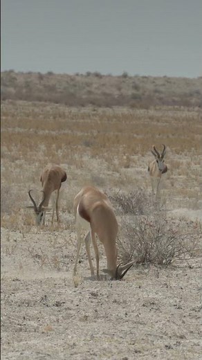 Springbok at Etosha National Park in Namibia.