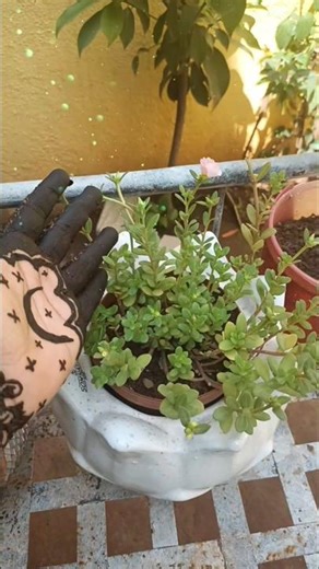 "😊Chhota Sa Paudha, Badi Si Khushi 🌱💗 | Pink Buds Magic"
