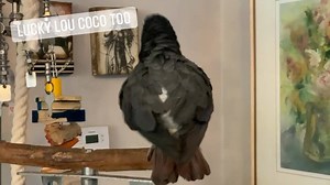 70K views · 4.8K reactions | Newman puts on his boogie woohoo dancing  shoes! | Lucky Lou and Coco Too | Facebook