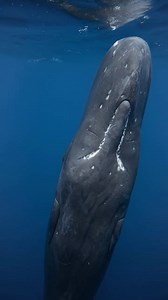 47K views · 2.4K reactions | : @jonoallenphotography · shared the unforgettable experience of feeling the sharp clicks of a sperm whale reverberate through his body. These high-pitched sounds are used by sperm whales to communicate and navigate in the deep ocean. Remarkably, their echolocation allows them to perceive their surroundings in complete darkness.  #spermwhale #oceanlife #marinelife #bluemind | Ocean Conservation Research - OCR | Facebook