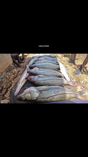 #wildlife #Snook #adventure