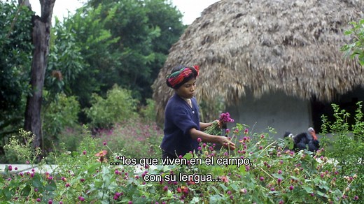 El pueblo huasteco se autodenomina "teenek" que quiere decir “los que viven en el campo con su lengua y comparten la costumbre”. Acércate a la cultura de este pueblo indígena en el nuevo capítulo de la serie "Imágenes indígenas" | Instituto Nacional de los Pueblos Indígenas