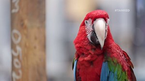 Wayde’s collection of parrots bring joy to the workshop – but also a lot of noise | Tanked