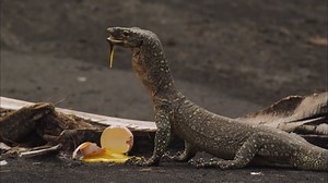 Rare footage of megapode birds laying eggs in volcano ash-covered islands, and their predators | Best Documentary