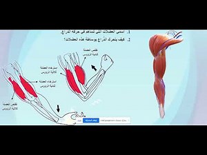 درس العضلات أون لاين للصف العاشر المدرسة فاتنة الحسواني