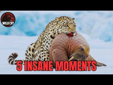 Wild vs Wild: 5 Most Intense Predator Battles Ever Filmed