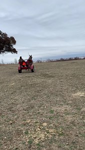 9.3K views · 149 reactions | Jill a 11 year old standing 15 hands buggy mules deluxe drive in team stands to harness and hook rides cross water wooden bridge shoot of her outstanding mule traffic safe a beginner can drive this molly look for her in April 2,3 sale in Eastland Texas at Texas Cattle Exchange and she will pack | Hutto Mule and Farming | Facebook