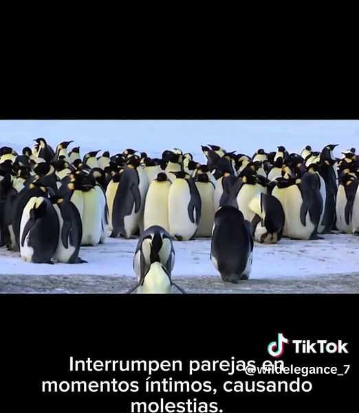 La épica vida de los pingüinos emperador 🐧 Hablamos sobre la fascinante vida de los pingüinos emperador, el ave más alta y majestuosa del mundo. Seguimos su viaje anual a través del océano helado en busca de su hogar, donde enfrentan desafíos como tormentas de nieve y grietas en el hielo. Una vez allí, presenciamos sus rituales de apareamiento, el cuidado de los huevos y polluelos, y la dura separación de las familias cuando los padres deben ir a alimentarse. A pesar de las dificultades, estos 