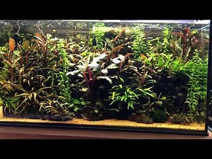 Holland Style Aquarium #Bucephalandra
