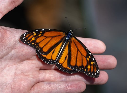 FIRST ALERT WEATHER: Monarch butterflies migration underway