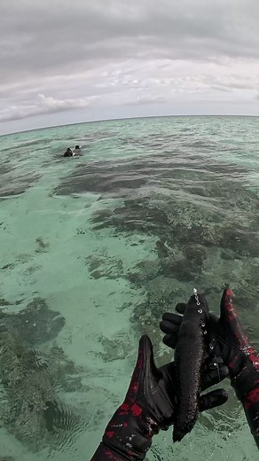Sussy Sea Cucumber: A Unique Underwater Experience
