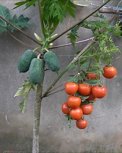 Grafting Tomatoes Onto Papaya Plants at Home I experimented with grafting tomatoes onto papaya plants, and the harvest result was more surprising than expected. #plantgrafting #homegarden #tomatogrowing #gardeningideas #plantexperiment | H&H Gardening World