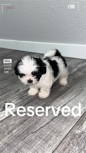 #shihtzupuppy #puppy #pet #viralvideo #cute