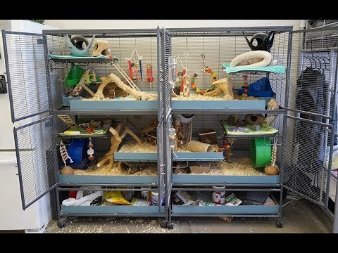 Double Critter Nation Degu Cage Tour (Links for accessories in description)