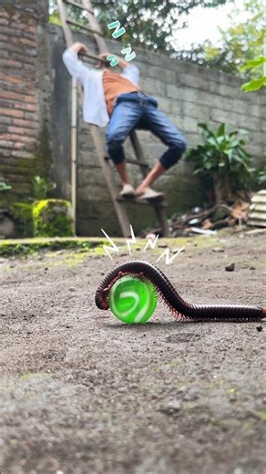 Truly exhausted, I fell asleep on the stairs and didn’t see that the millipede had already arrived