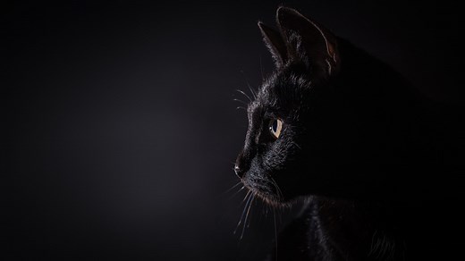 'Schrödinger’s cat' experiment helps solve quantum computing woes