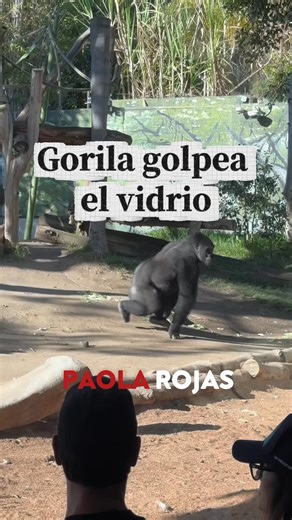 😱🦍 ¡Tremendo susto! En el zoológico de San Diego, un gorila llamado Denny golpeó con fuerza el vidrio que separa su recinto del público. Por suerte nadie resultó herido. #ZoológicoSanDiego #GorilaDenny #AnimalesSalvajes #HistoriasDelDía #NaturalezaViva | Paola Rojas