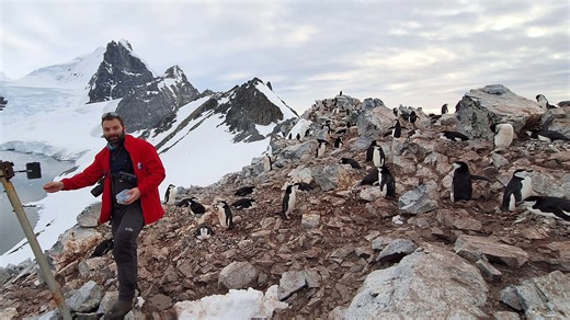 Penguins’ breeding season shifts by two weeks due to climate change, shows study