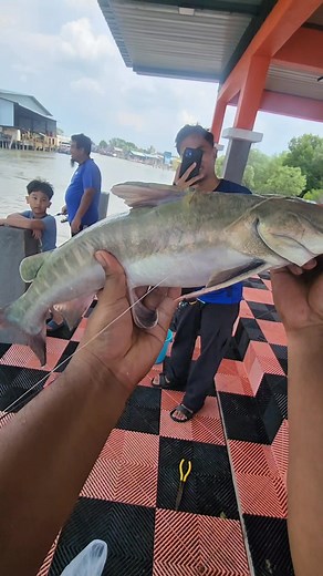 601K views · 9.9K reactions | Jangan pandang rendah pada ikan ni..Kalau dah jadi Asam Pedas memang surrrr #reelsviralシfb #reel #fishing | Muhammad Fahrur Razi | Facebook
