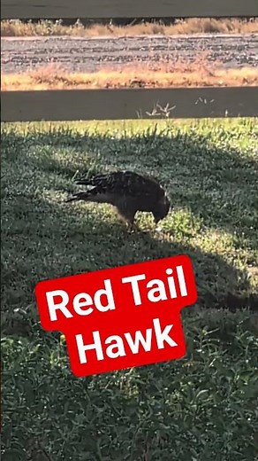 The Red-Tailed Hawk That Discovered My Garden Pond
