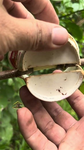 increase bonsai material 🌱 #plants #gardening #growth