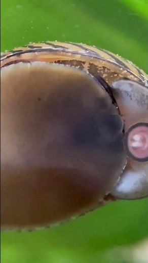 Algae-Eating Nerite Snail Munching Along the Glass. An Essential Part of the Aquarium Clean Up-Crew!