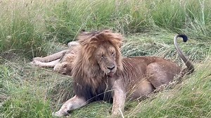 The beautiful evening lion marking territory Part 6 | Lemurt Wildlife